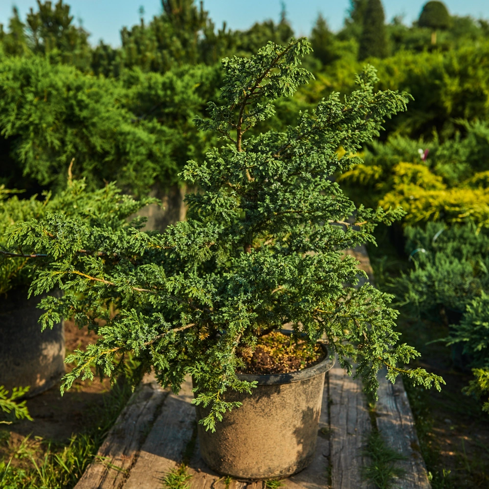 Можжевельник китайский 'Blue Alps', H40-60