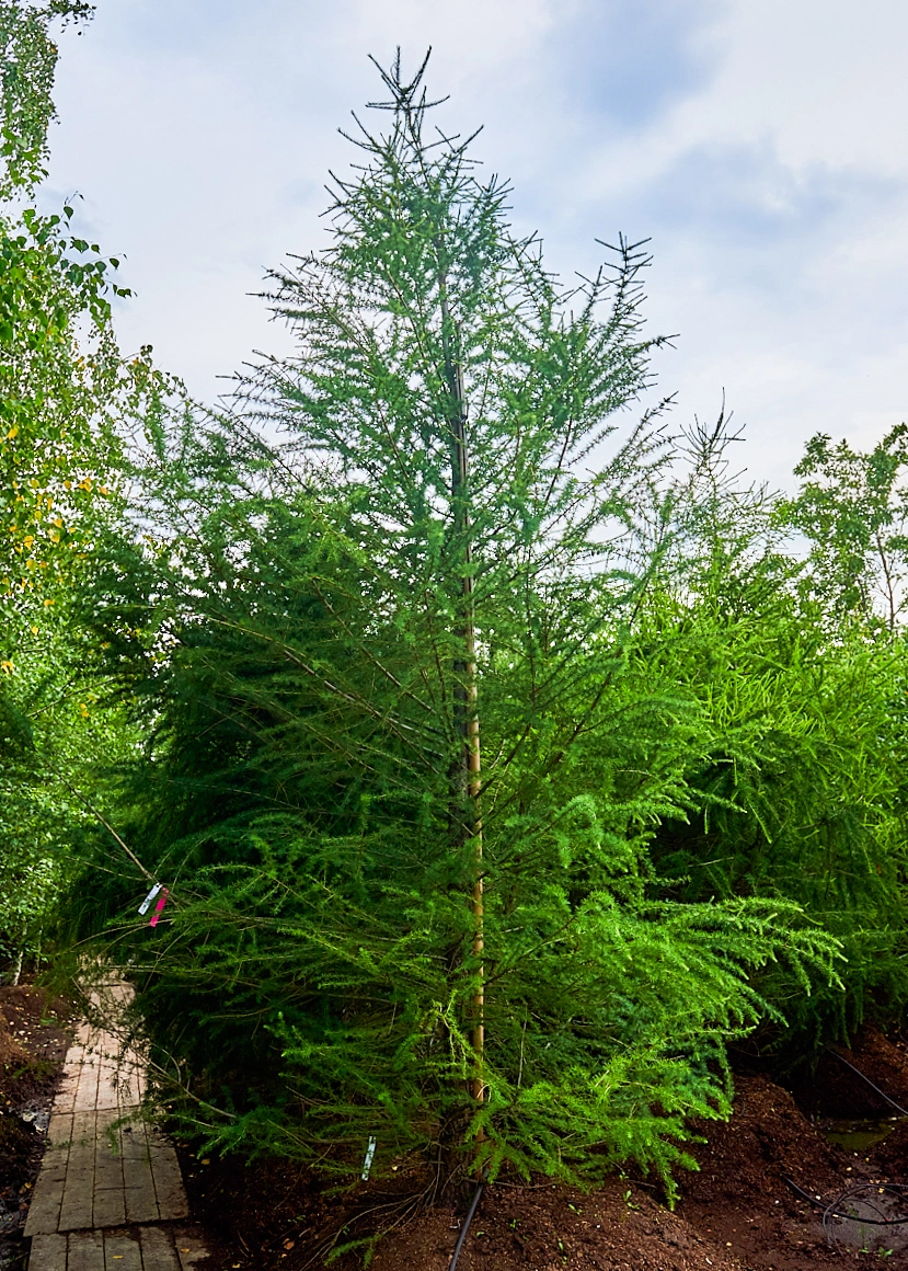 Лиственница европейская, H350-400