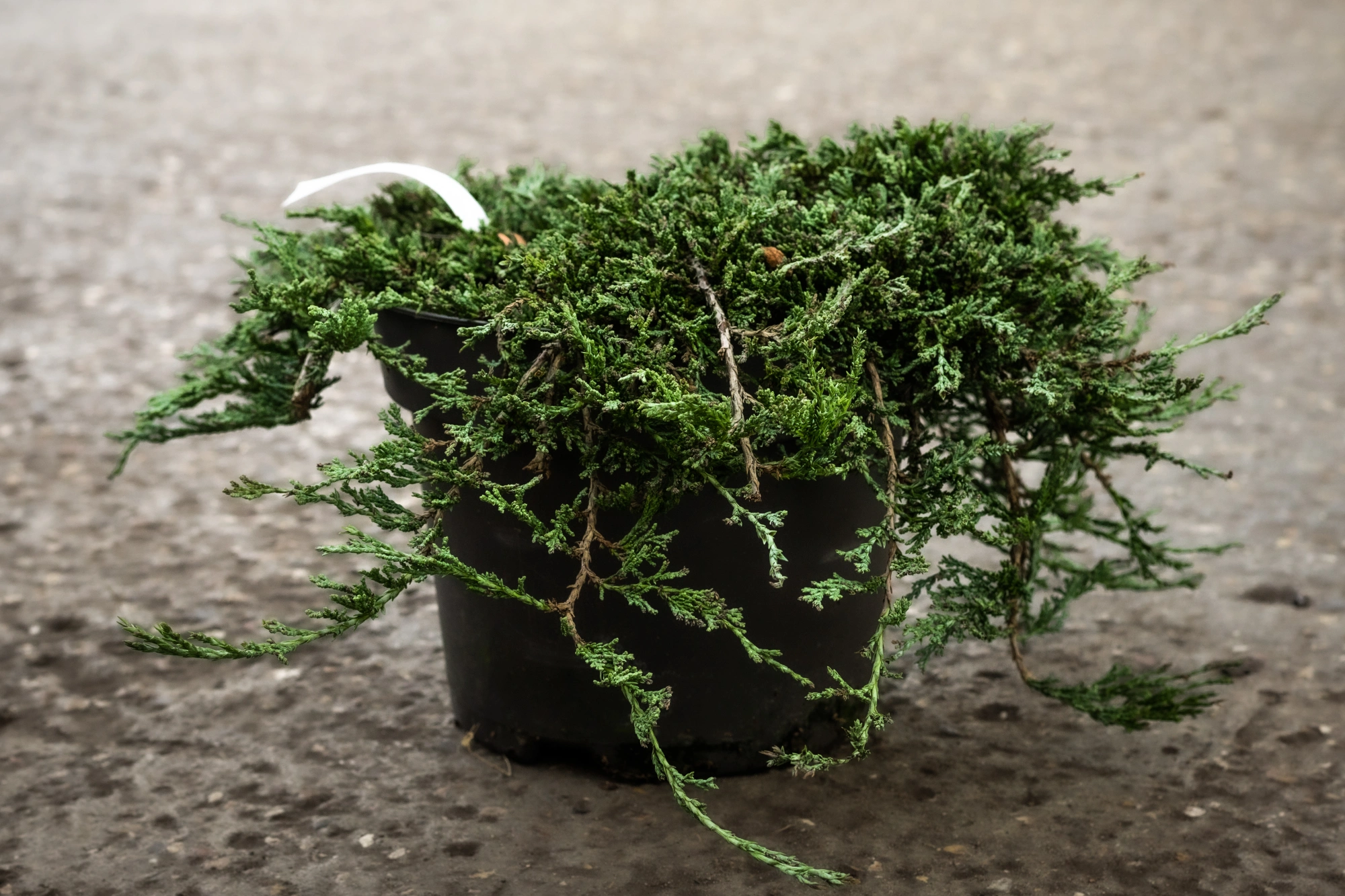 Можжевельник горизонтальный 'Icee Blue', H40-60