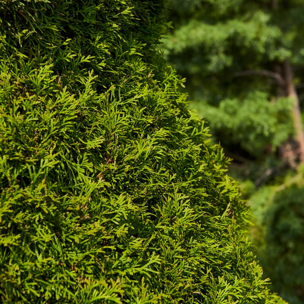 Туя западная 'Smaragd' (форма грин-арт), H200-225