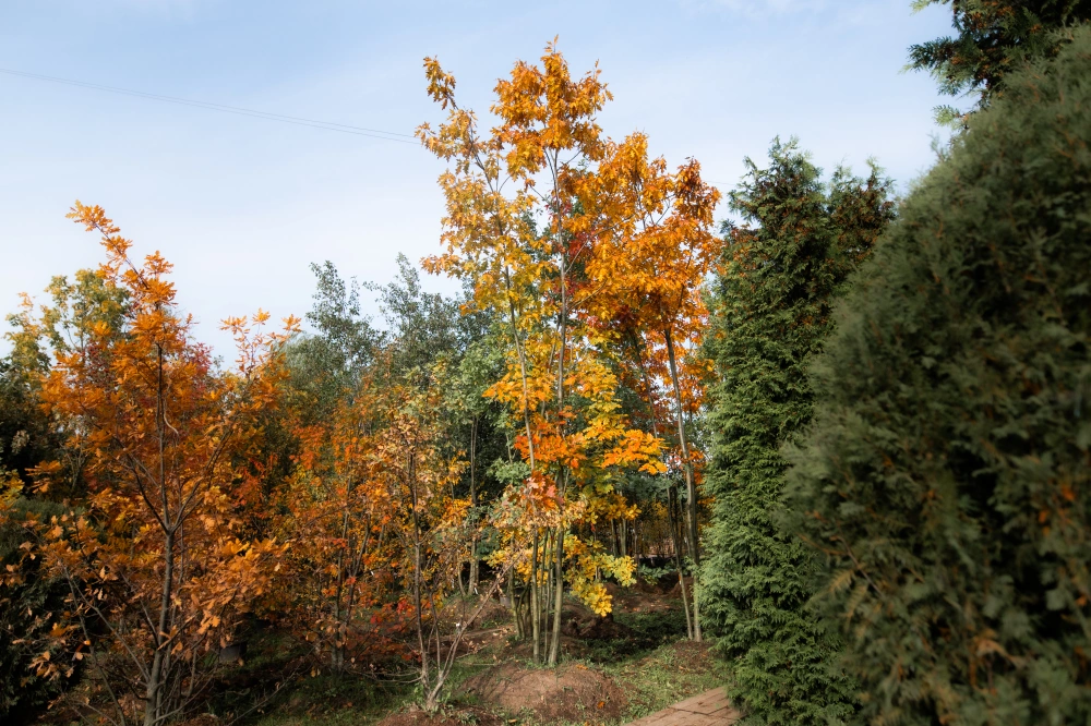 Дуб красный, mst H350-400