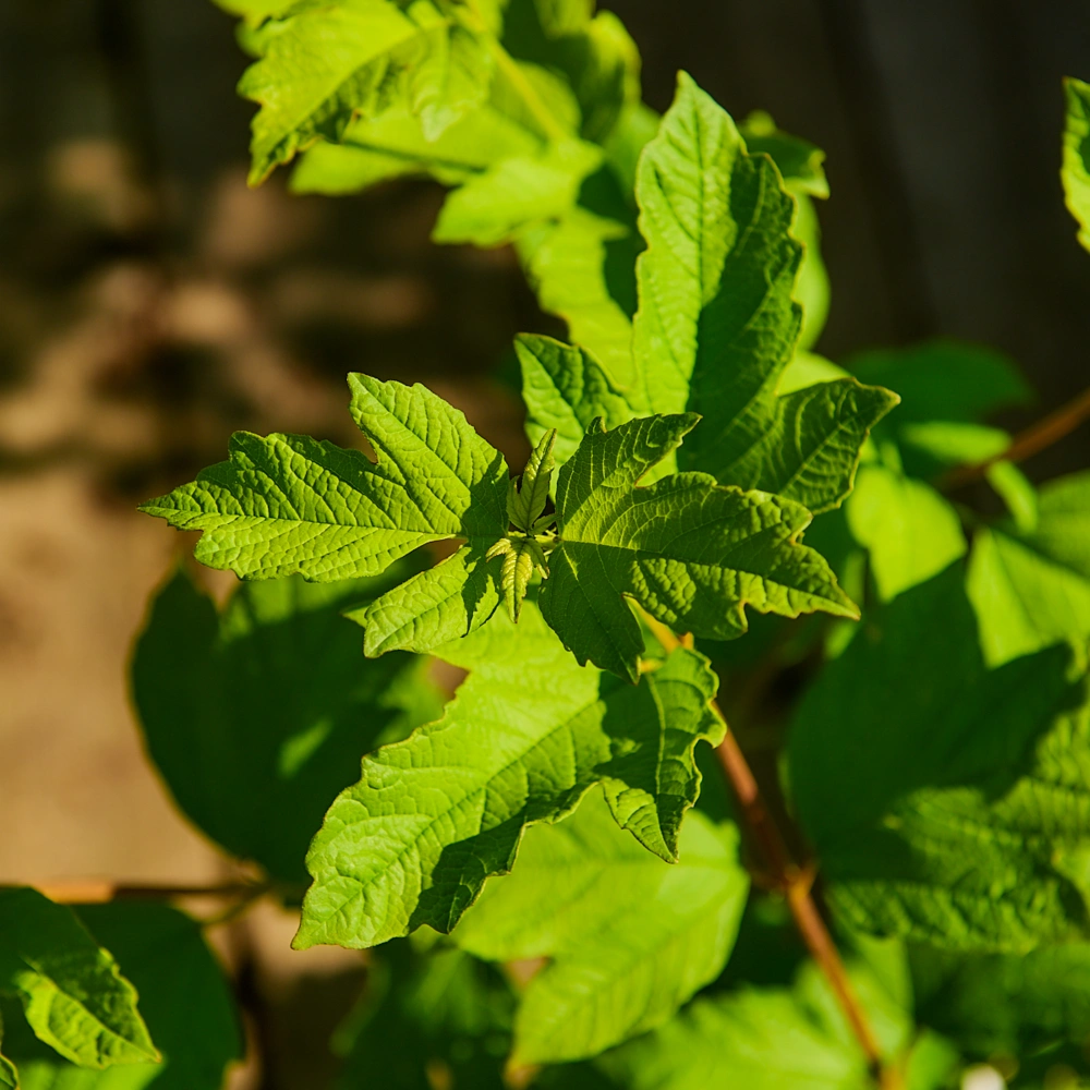 Калина обыкновенная, H20-40