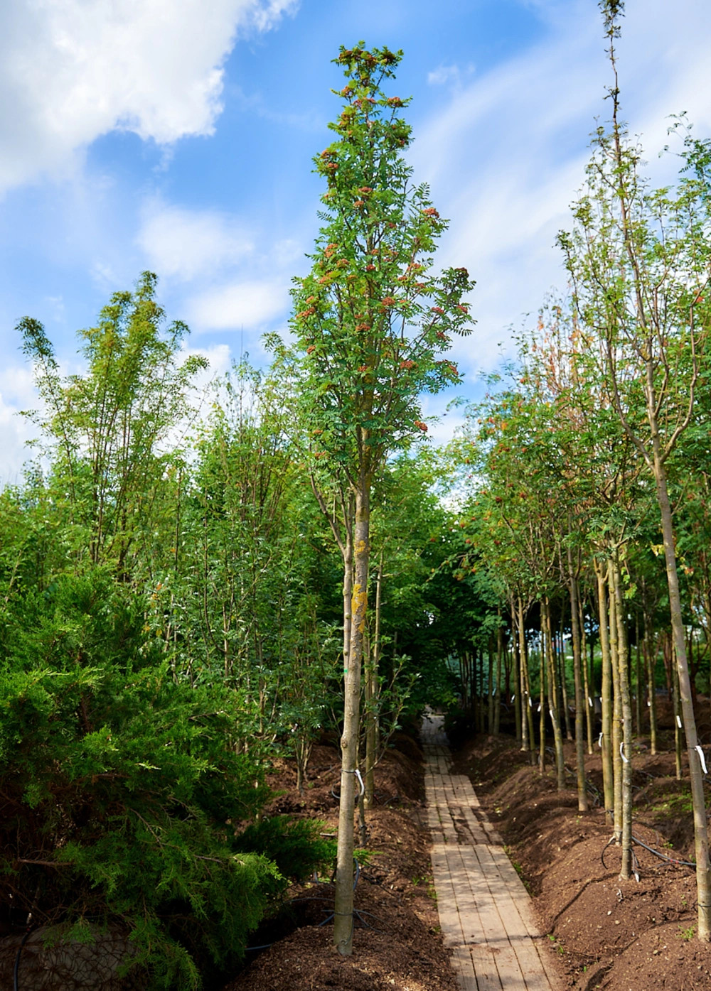 Рябина обыкновенная 'Dodong', stu 20-25