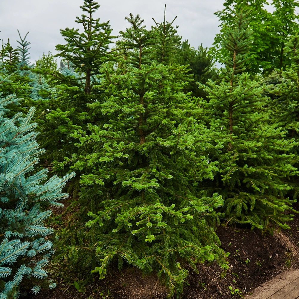 Ель колючая 'Glauca', H150-175