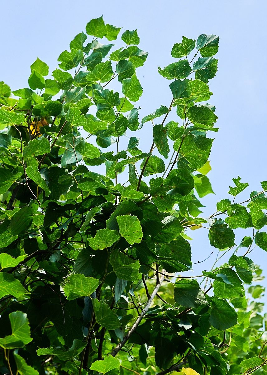 Липа мелколистная 'Greenspire', stu 35-40