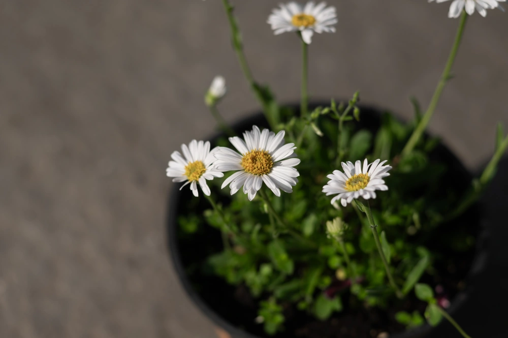 Астра альпийская 'White' (белая),