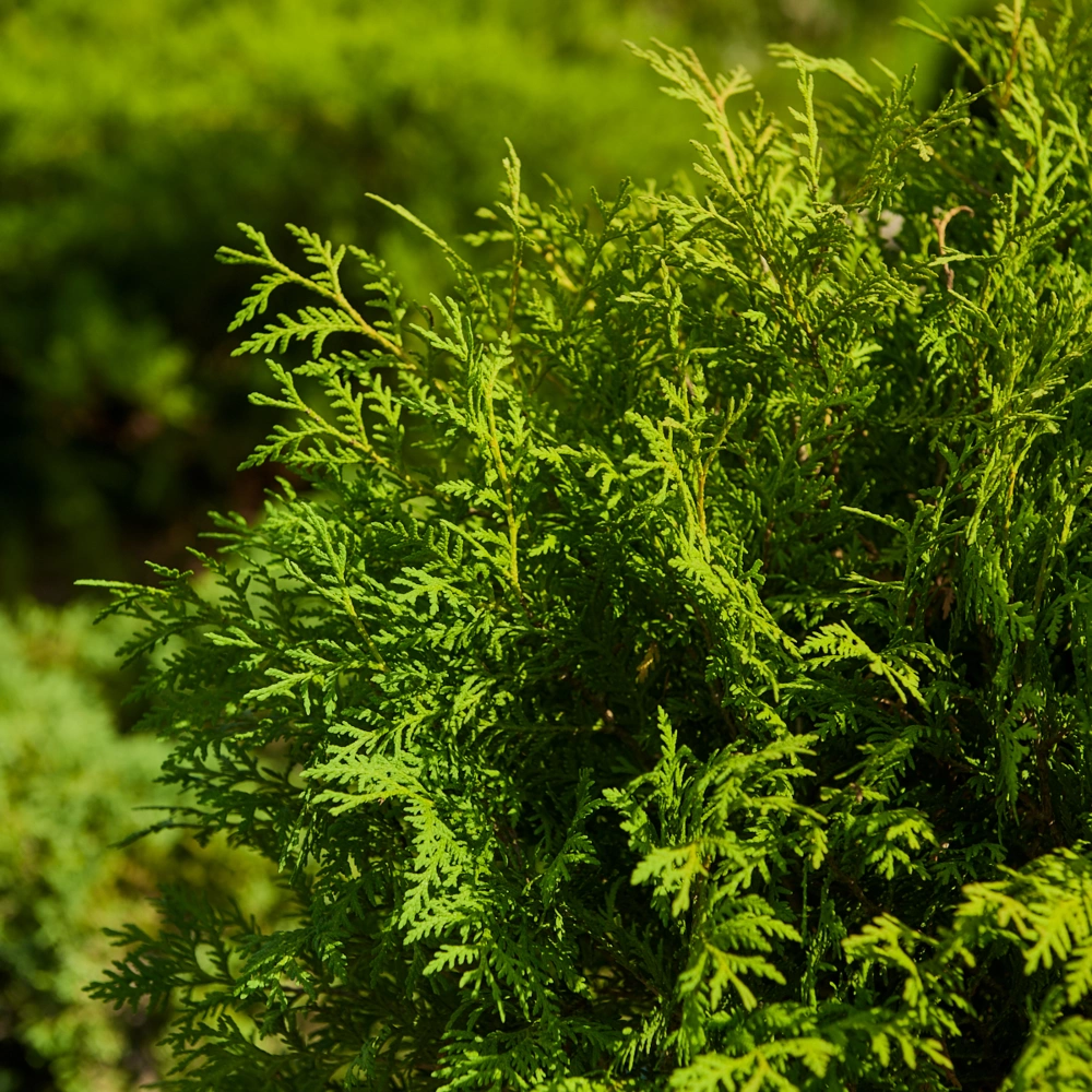 Туя западная 'Woodwardii', H60-80