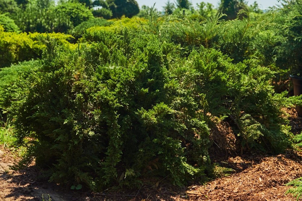 Можжевельник горизонтальный 'Wiltonii', H20-40