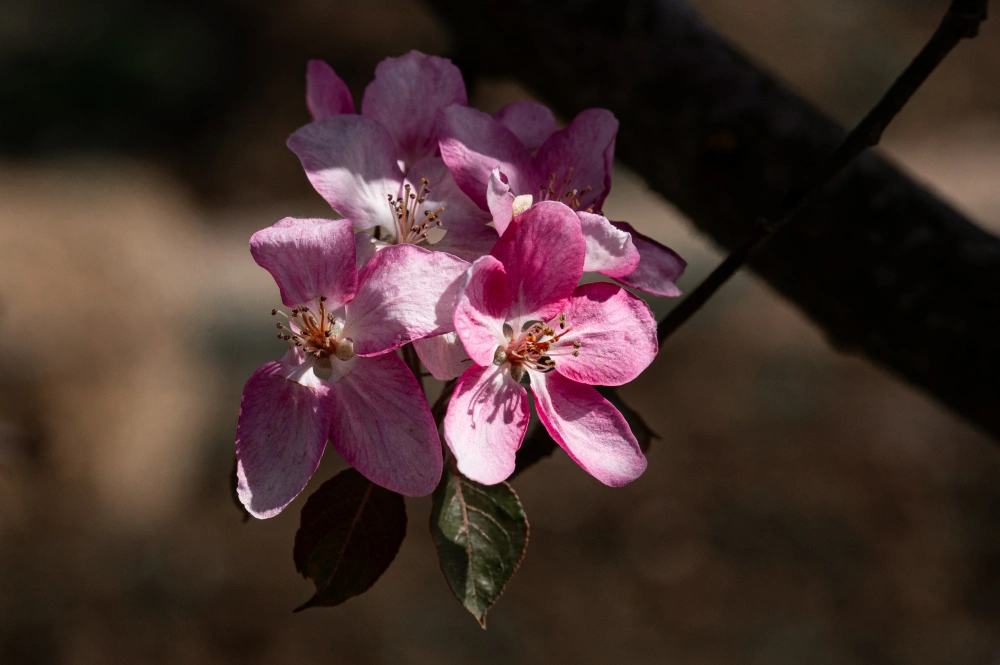 Яблоня гибридная 'Rudolph', mst H200-250