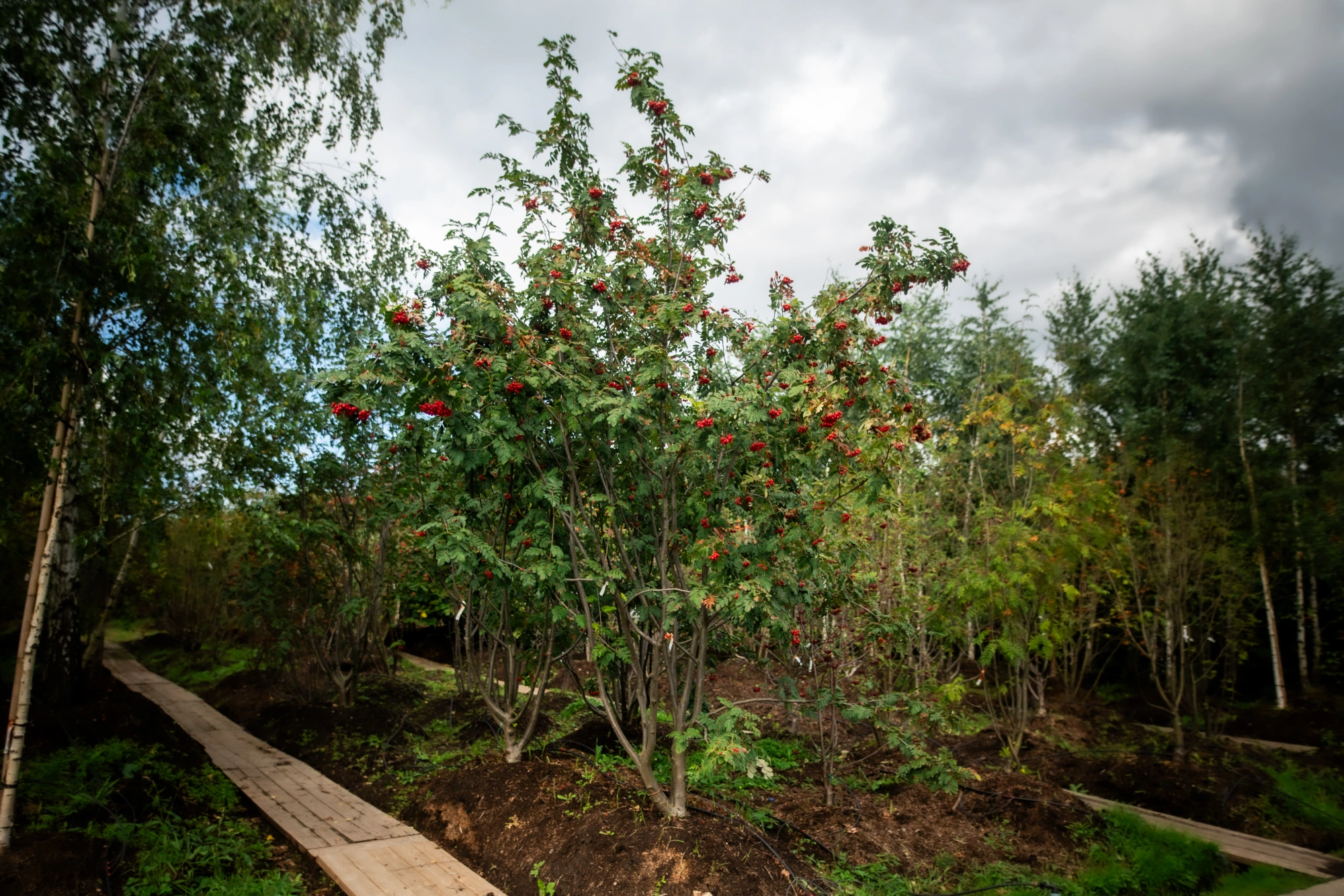 Рябина обыкновенная 'Сказочная' (ПО ор-кр самопл), mst 300-350