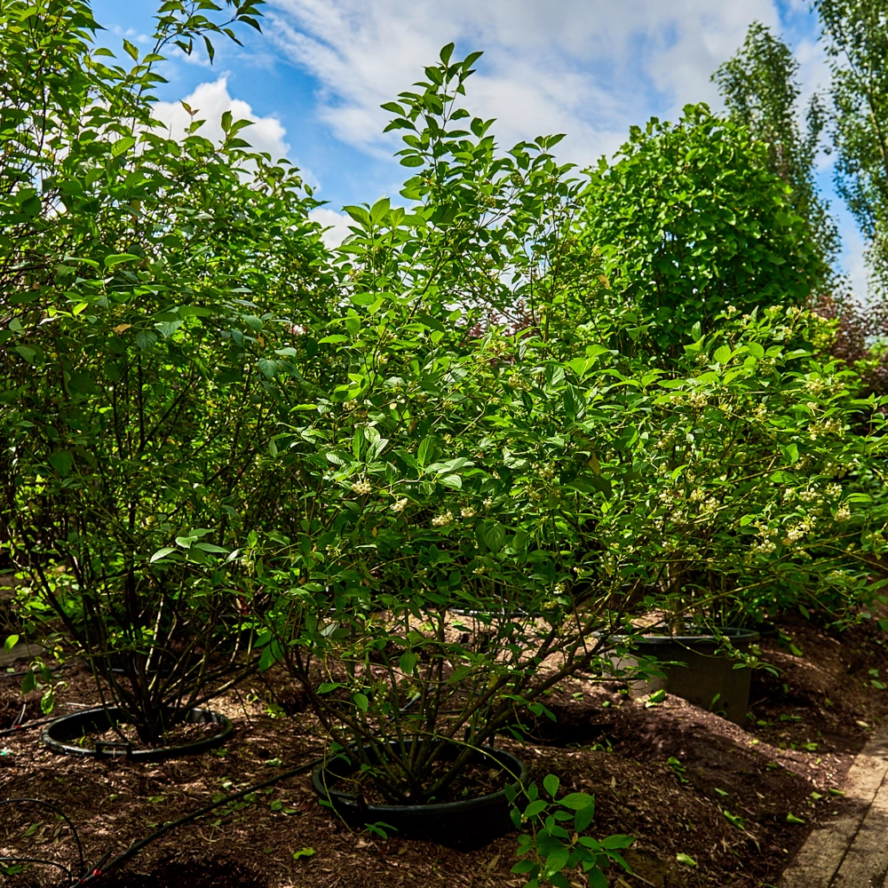 Дерен отпрысковый 'Flaviramea', H150-175