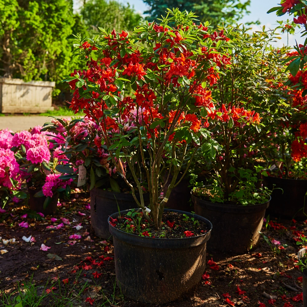 Азалия гибридная 'Nabucco', Н100-125