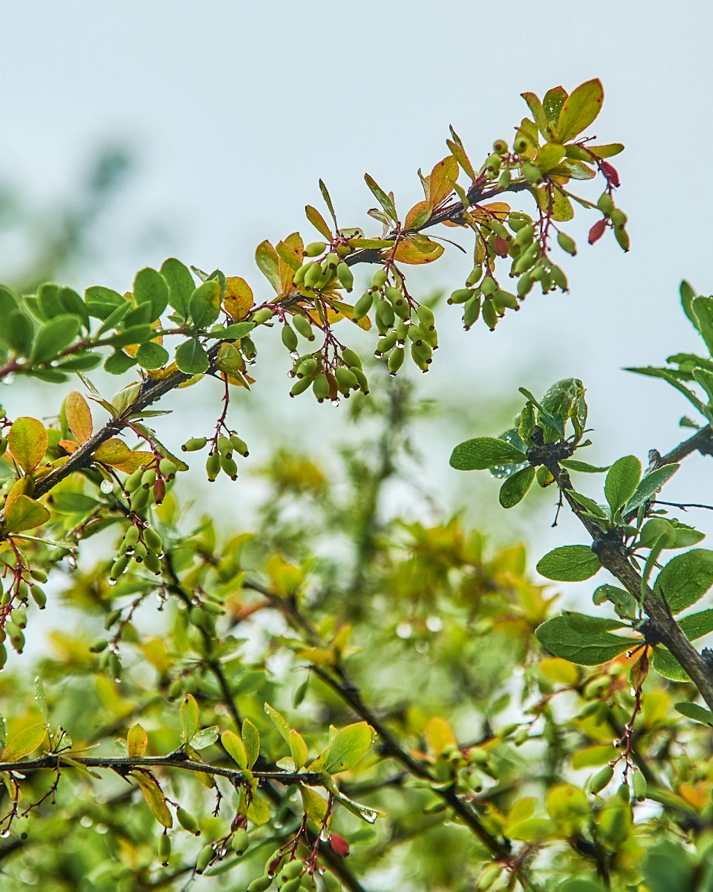 Барбарис обыкновенный, H175-200