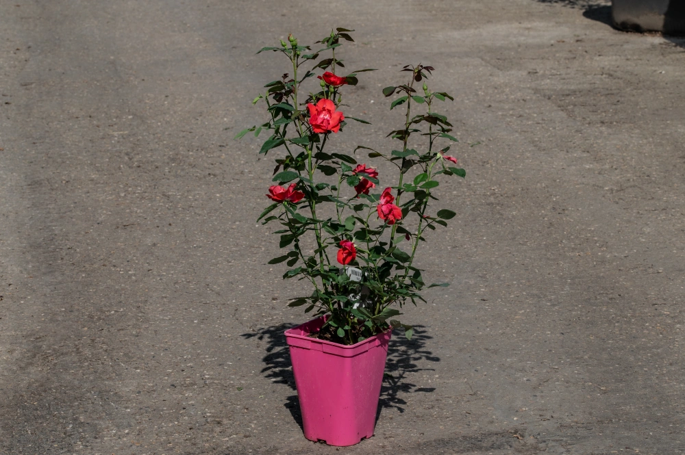 Роза флорибунда 'Diablotin' (алая),