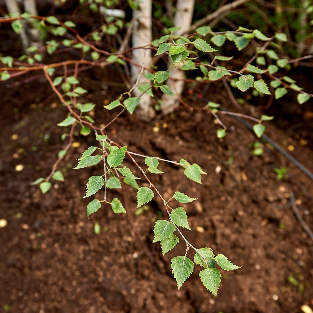 Береза повислая, mst H600-700