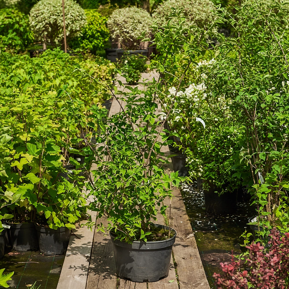 Чубушник венечный, H40-60