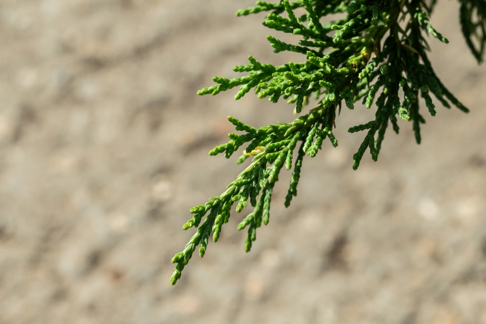 Можжевельник китайский 'Expansa Variegata', H40-60