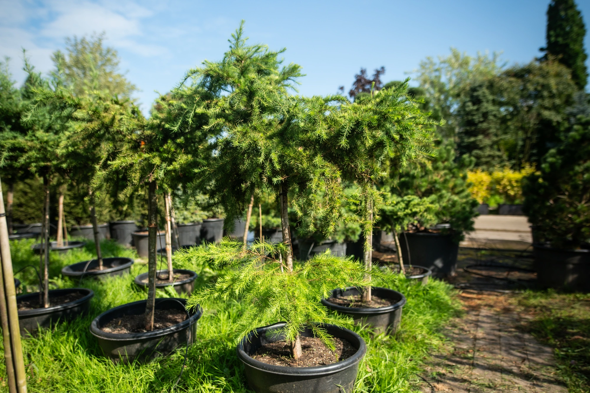 Лиственница тонкочешуйчатая 'Little Boggle', sth 90