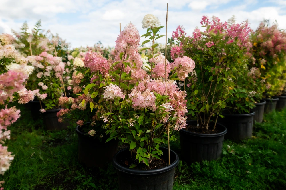 Гортензия метельчатая 'Grandiflora', H100-125