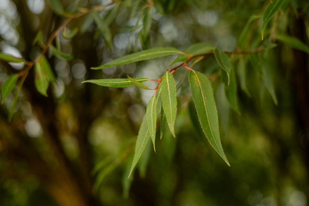 Ива ломкая (форма зонт), H250-300