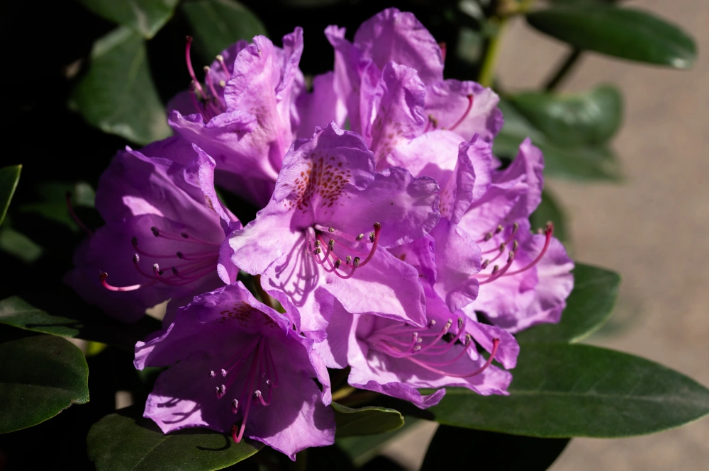 Рододендрон катэвбинский 'Grandiflorum', H60-80