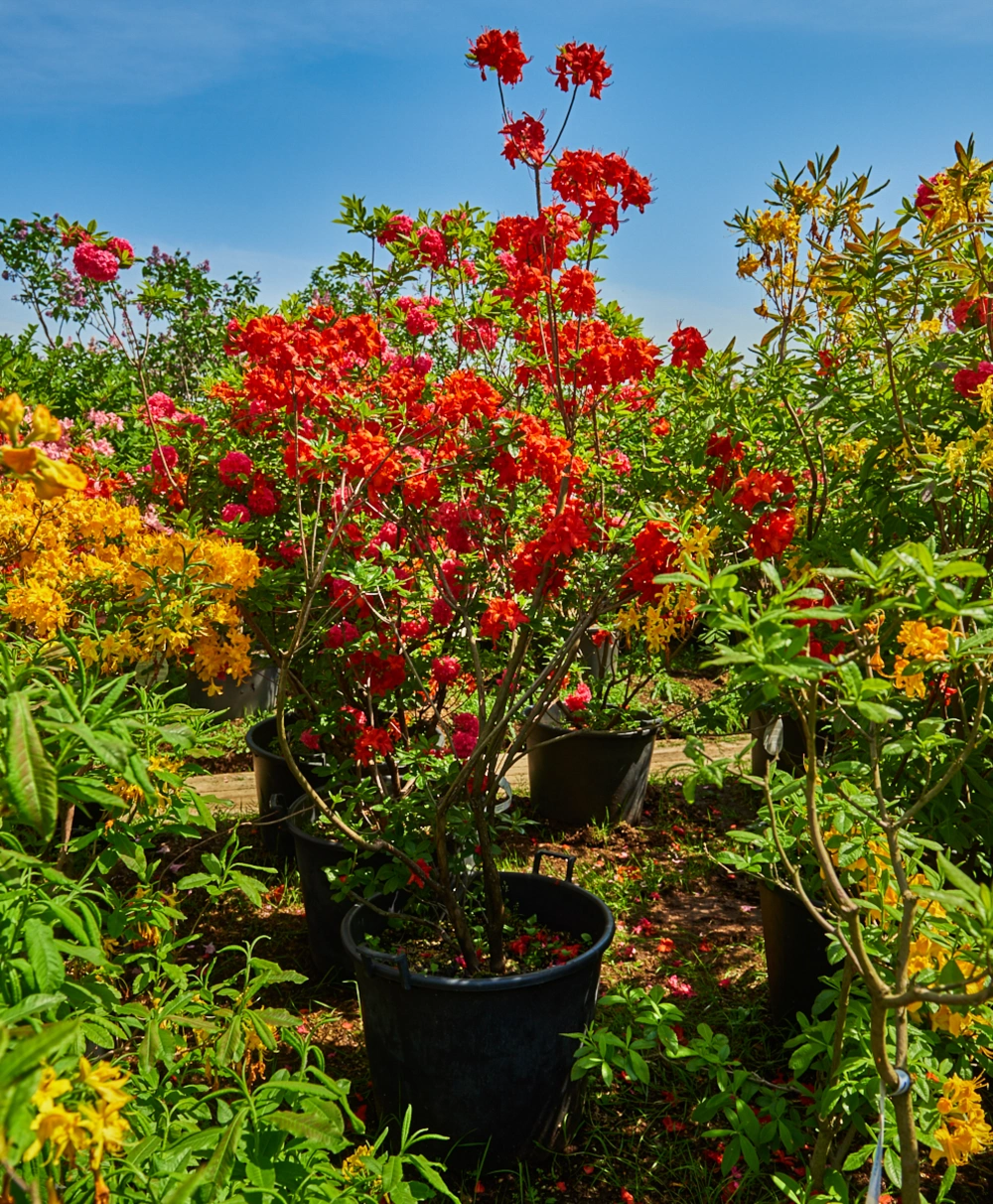 Азалия гибридная 'Fireball' (оранж-красн.круп), H125-150