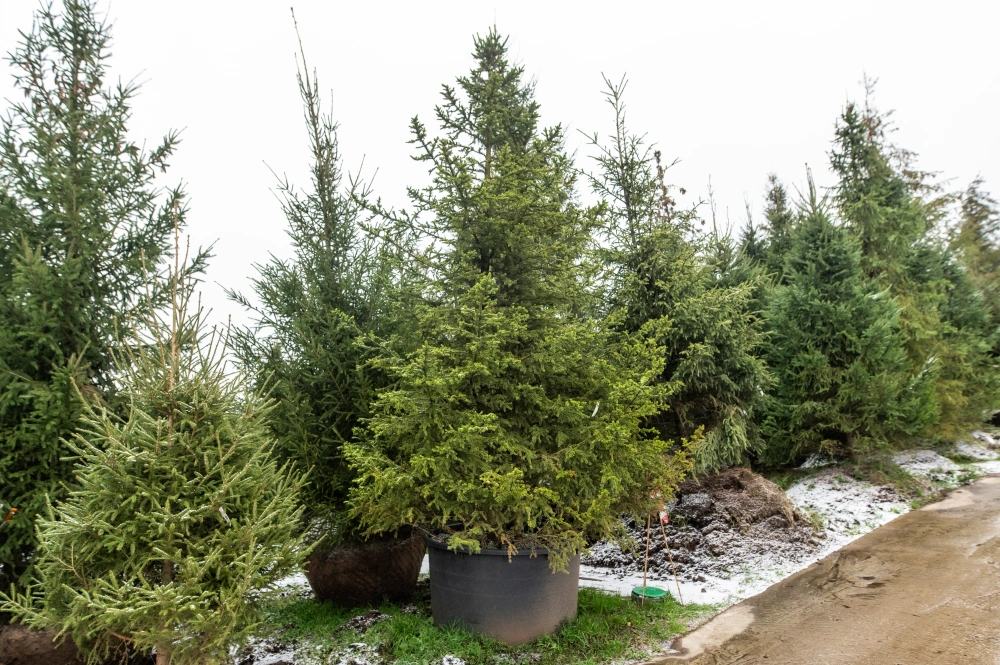 Ель обыкновенная 'Will`s Zwerg', H225-250