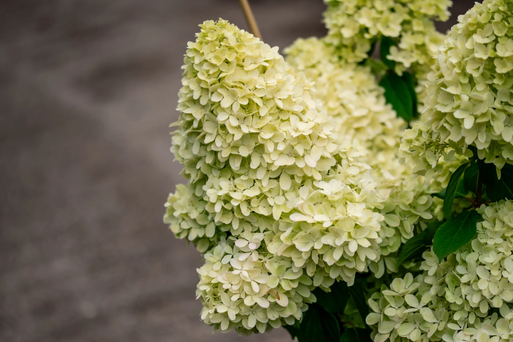 Гортензия метельчатая 'Magical Candle', H60-80