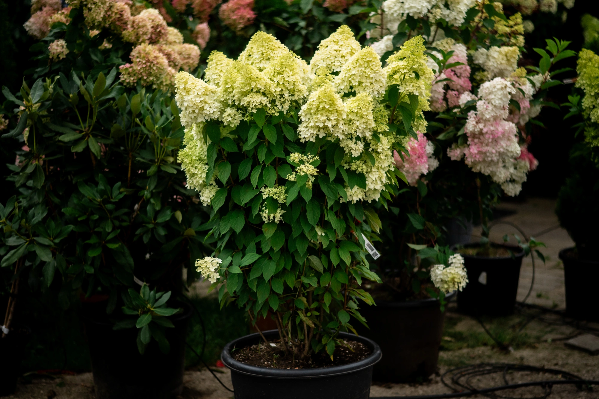 Гортензия метельчатая 'Limelight', H125-150