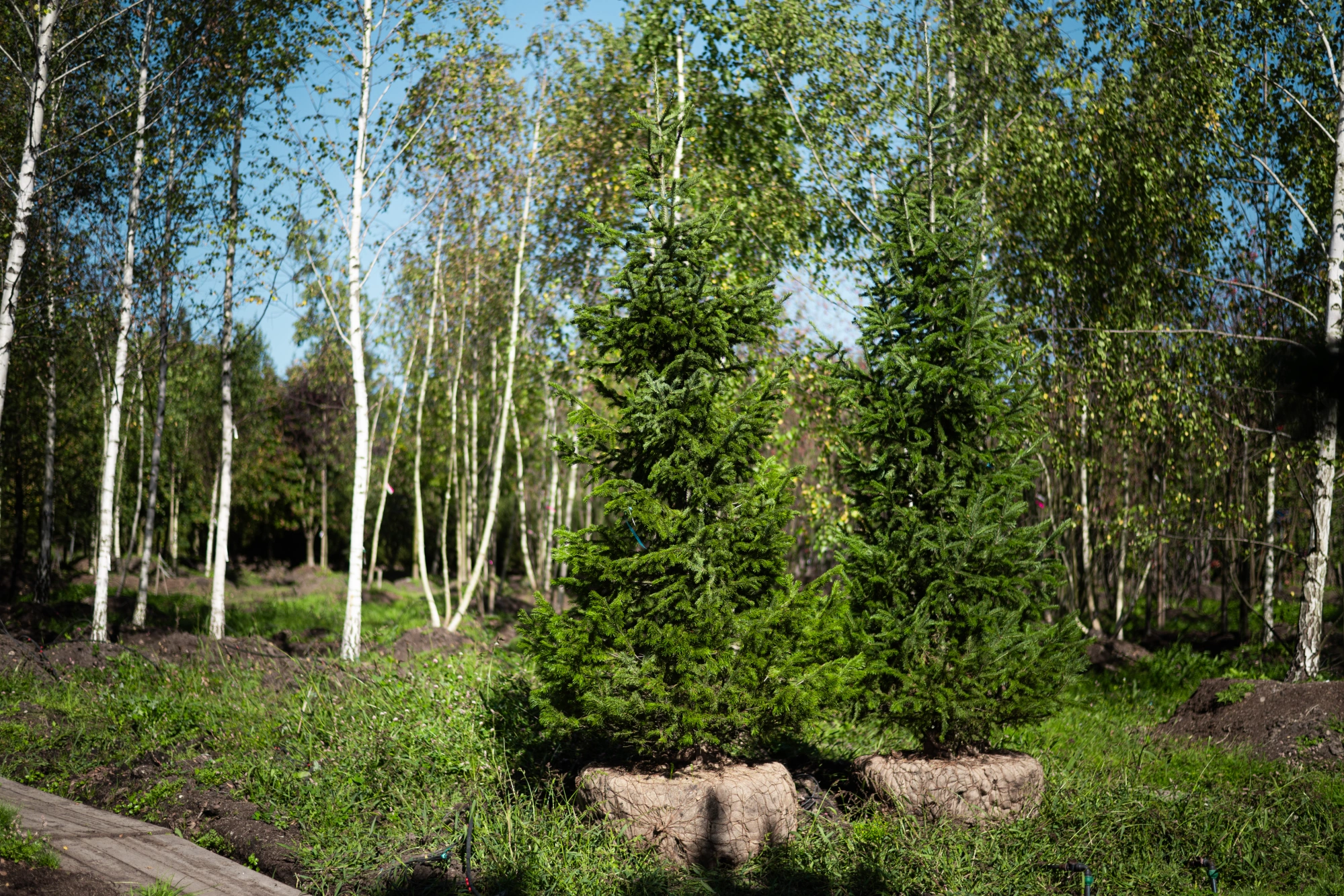 Пихта сибирская (форма конус), H200-225