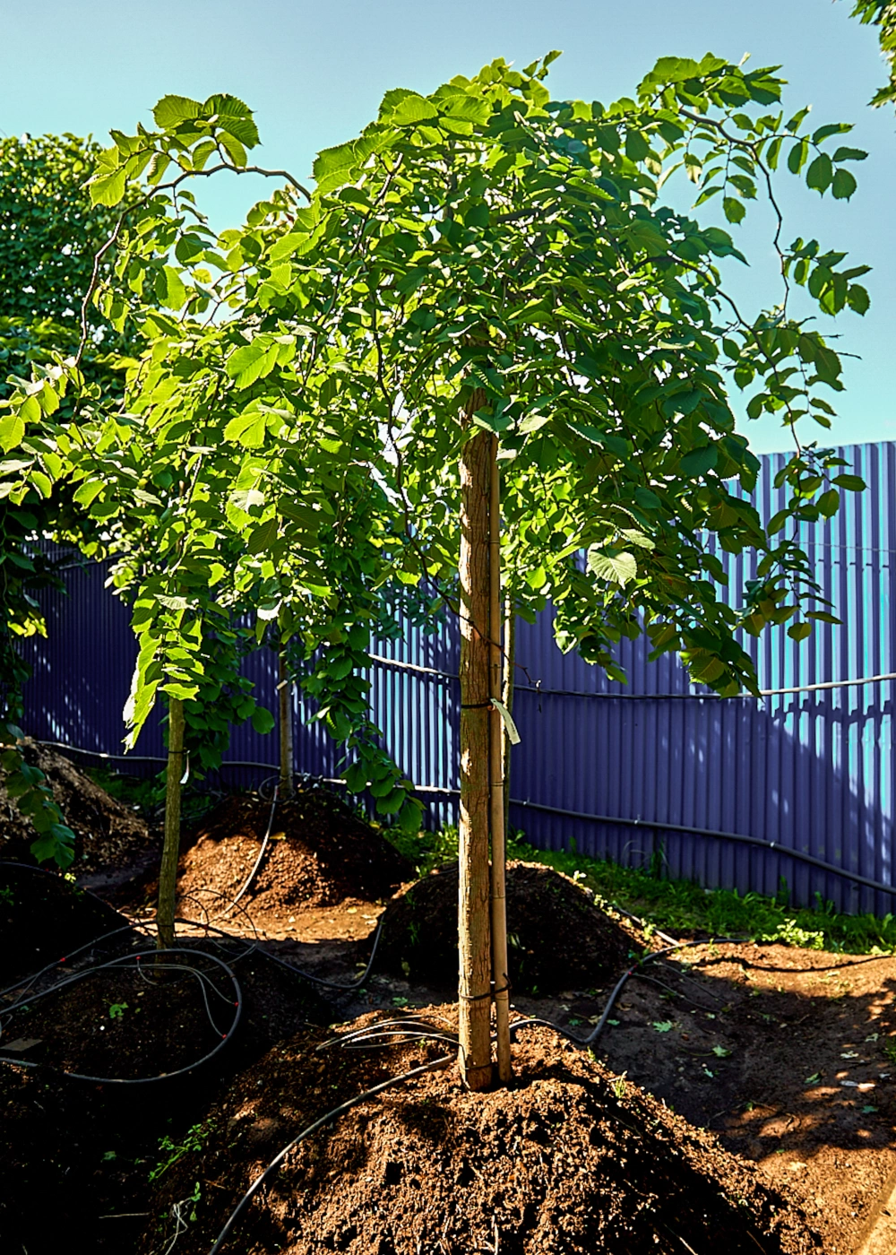 Вяз шершавый 'Pendula', stu 20-25