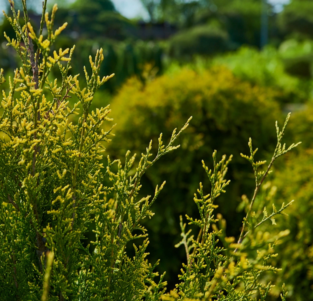 Туя западная 'Albospicata', Н125-150