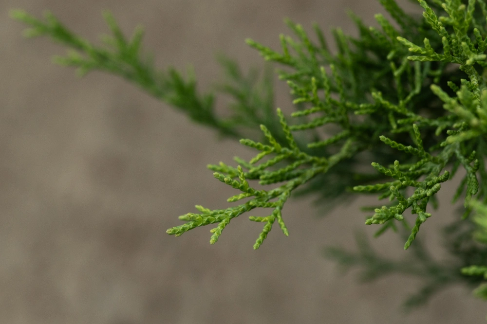 Можжевельник средний 'Pfitzeriana Glauca', H40-60