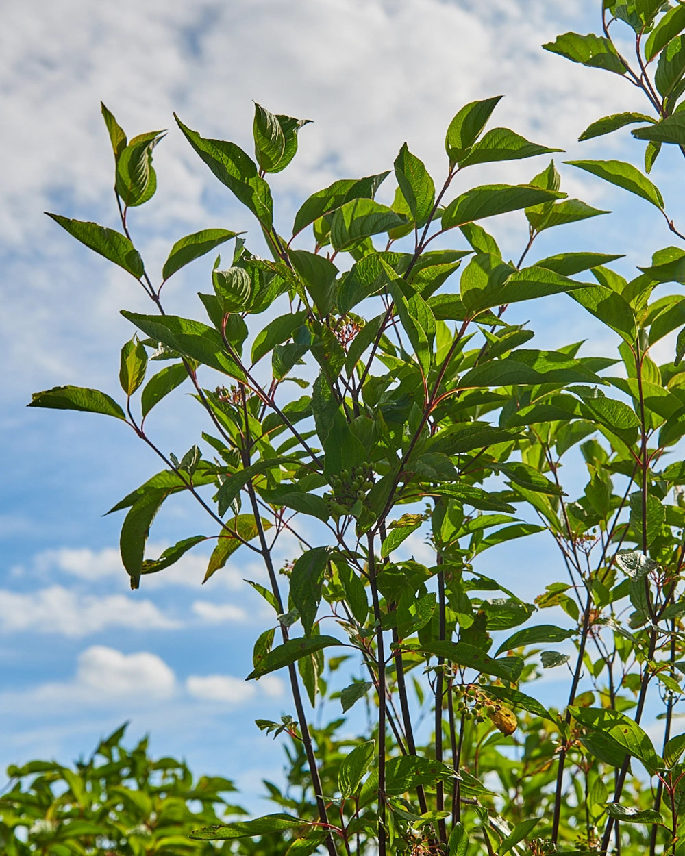 Дерен белый 'Kesselringii', H100-125