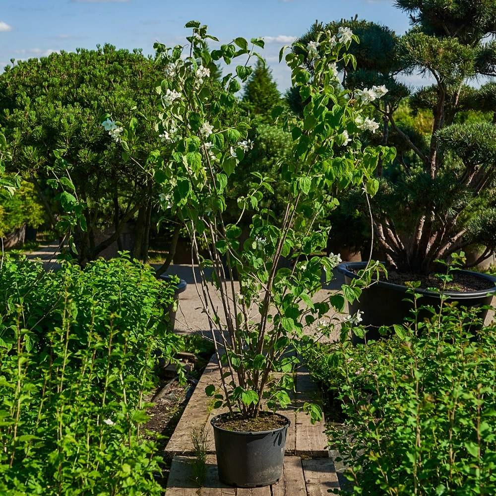 Чубушник венечный, H80-100