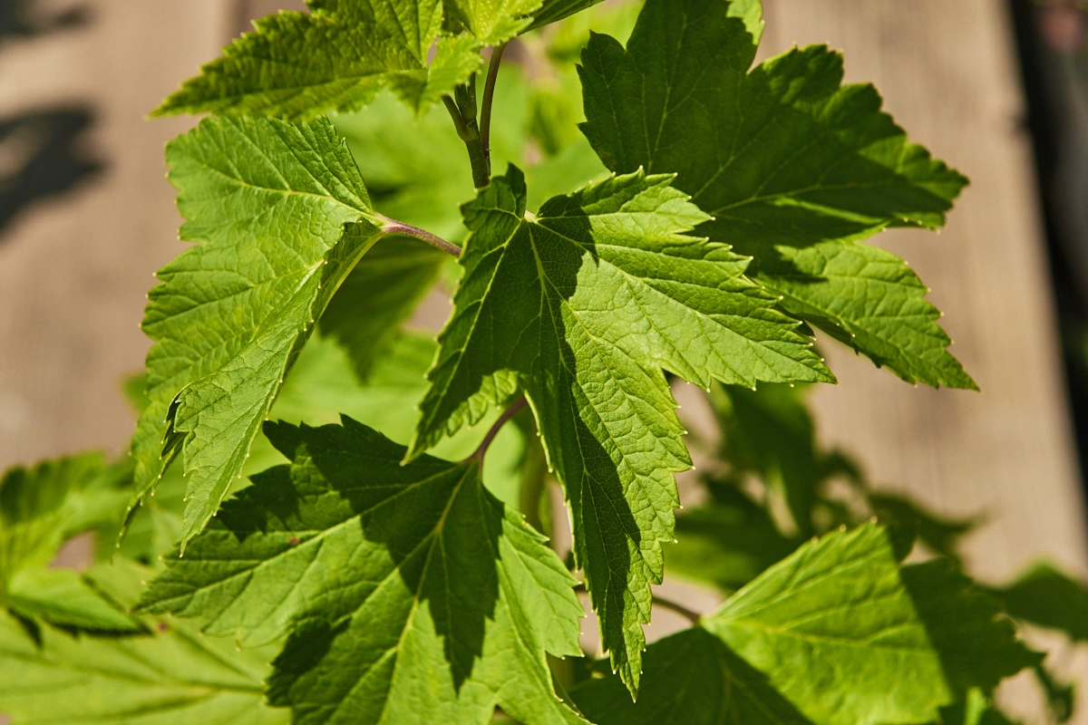 Смородина черная 'Нара' (среднеранний крупный), H40-60