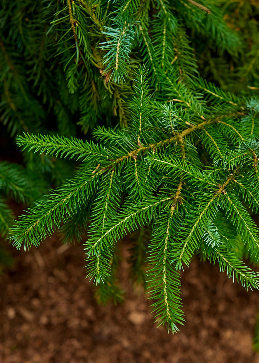 Ель сербская, H400-450