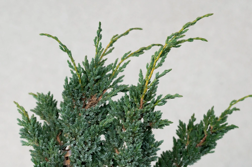 Можжевельник чешуйчатый 'Blue Compact', H40-60