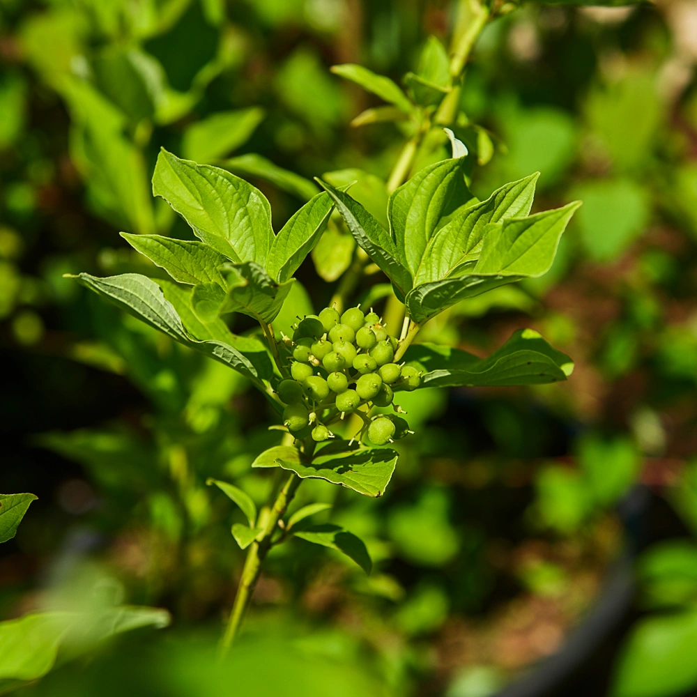 Дерен отпрысковый 'Flaviramea', H100-125