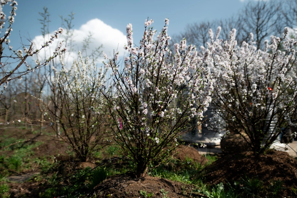 Вишня войлочная (плоды ярко-красные), H125-150