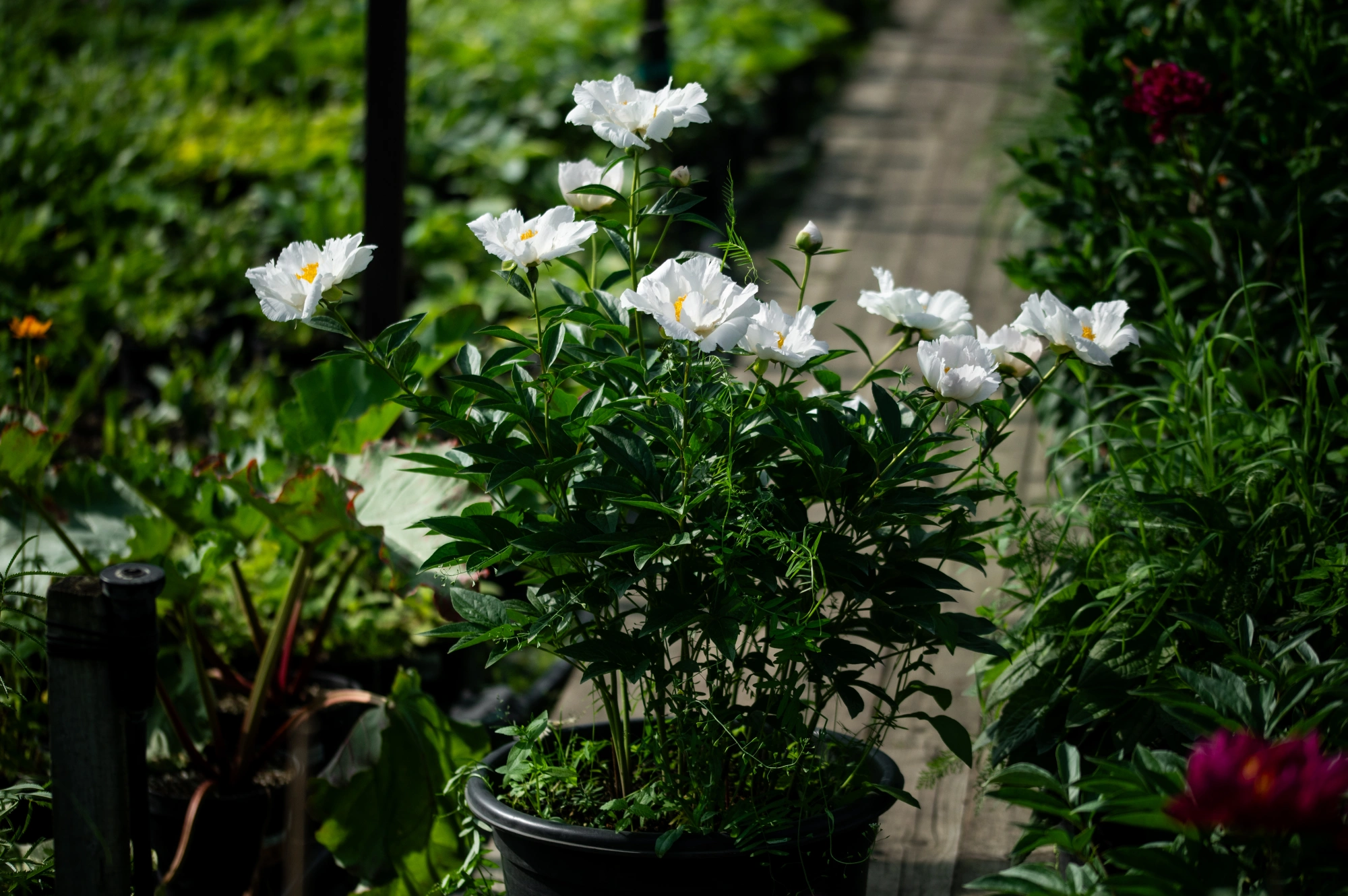 Пион молочноцветковый 'White Wings' (молочно-белый),
