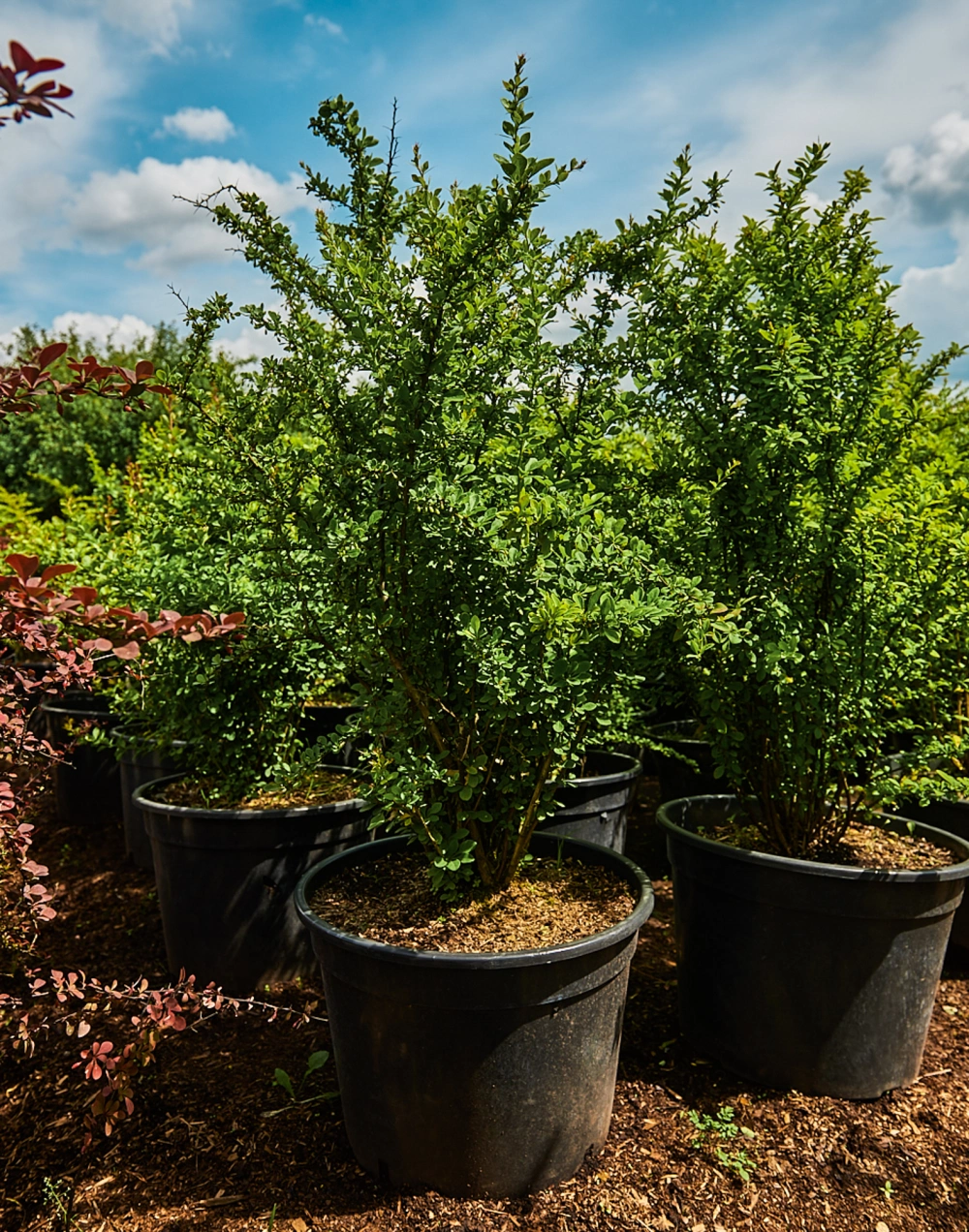 Барбарис тунберга, H80-100