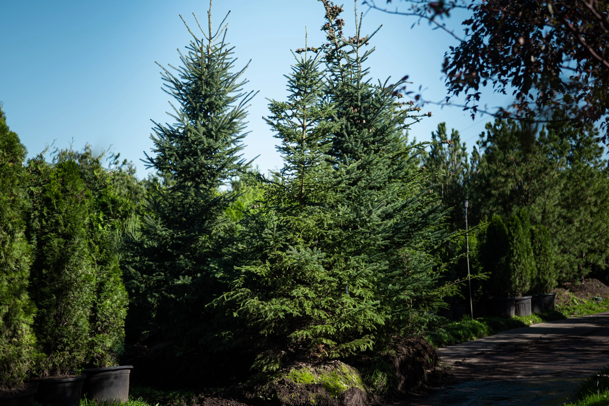 Ель сизая, H275-300