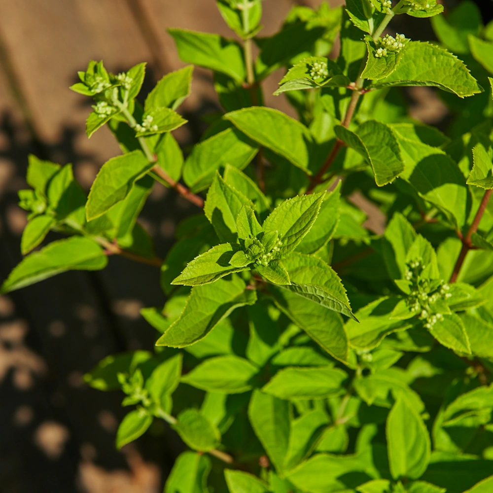 Гортензия метельчатая 'Summer Snow', H40-60