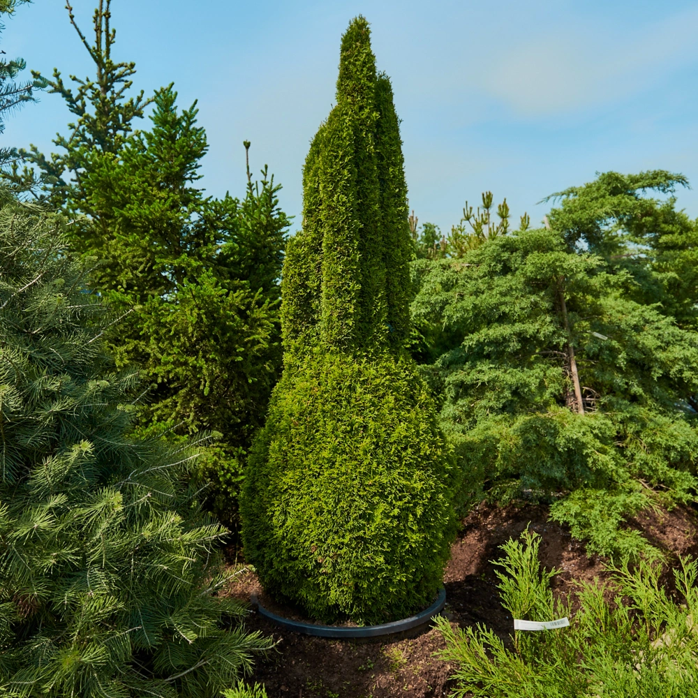 Туя западная 'Smaragd' (форма грин-арт), H200-225