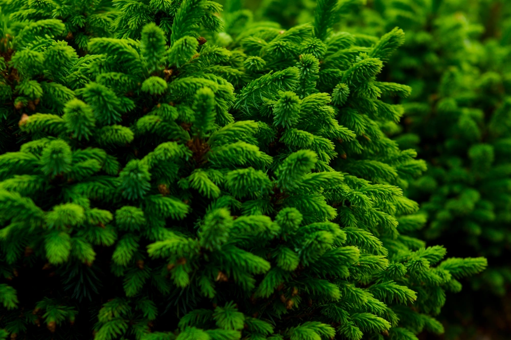 Ель сербская 'Nana', H20-40