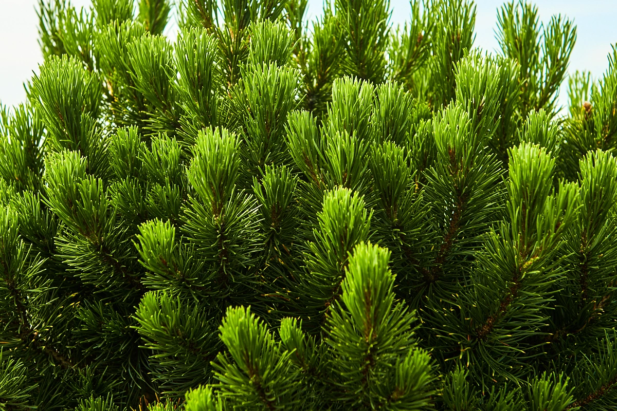 Сосна горная 'Carsten`s Wintergold', H40-60