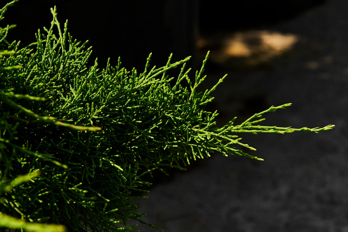 Можжевельник средний 'Pfitzeriana Compacta', H60-80