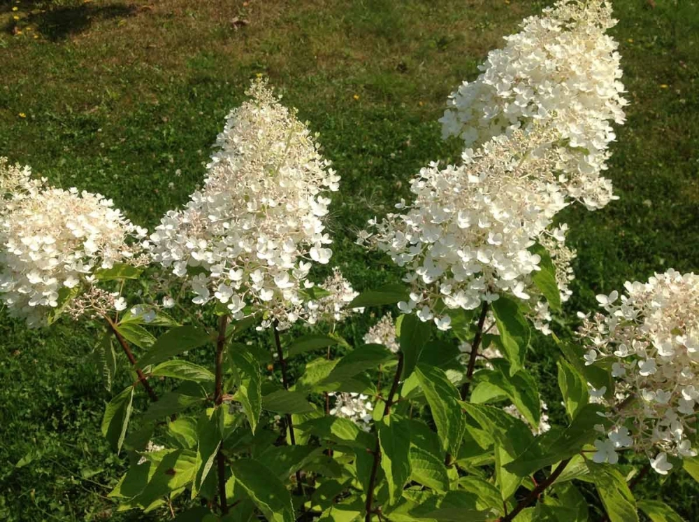 Гортензия метельчатая 'Grandiflora', H40-60