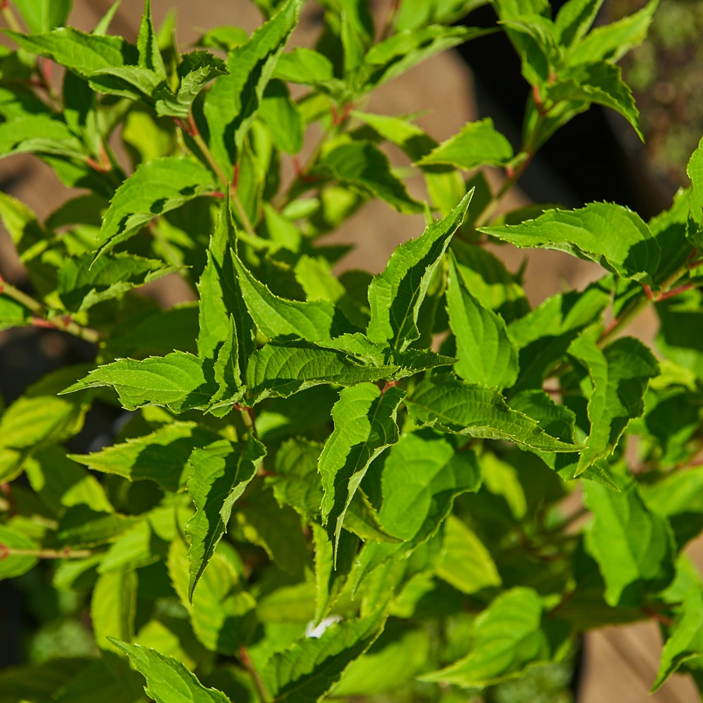 Гортензия метельчатая 'Dolly', H20-40